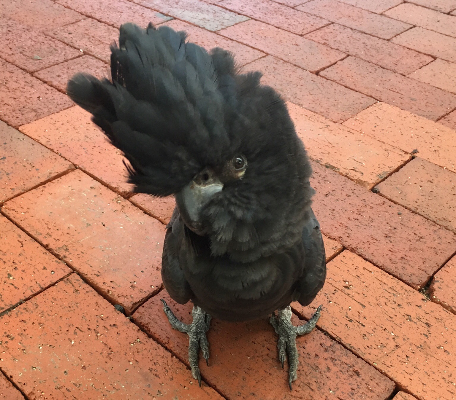 Port Douglas / QLD / Australia - 10/27/18