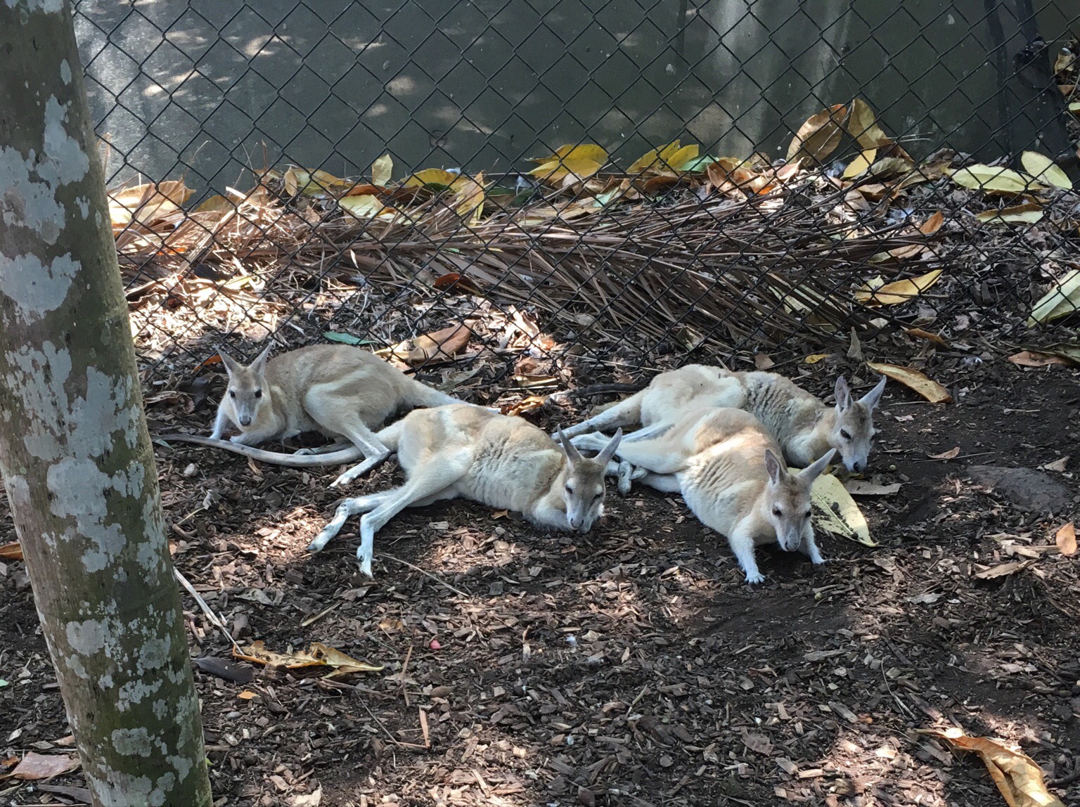 Port Douglas / QLD / Australia - 10/27/18