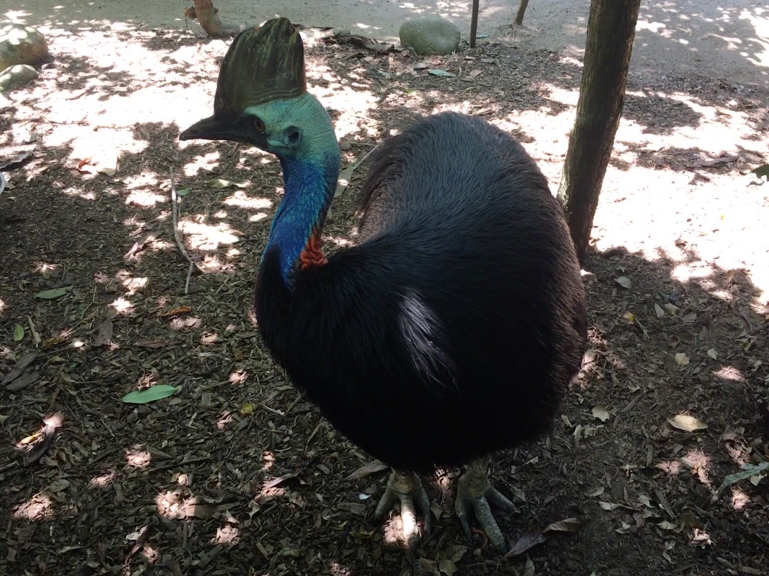 Port Douglas / QLD / Australia - 10/27/18