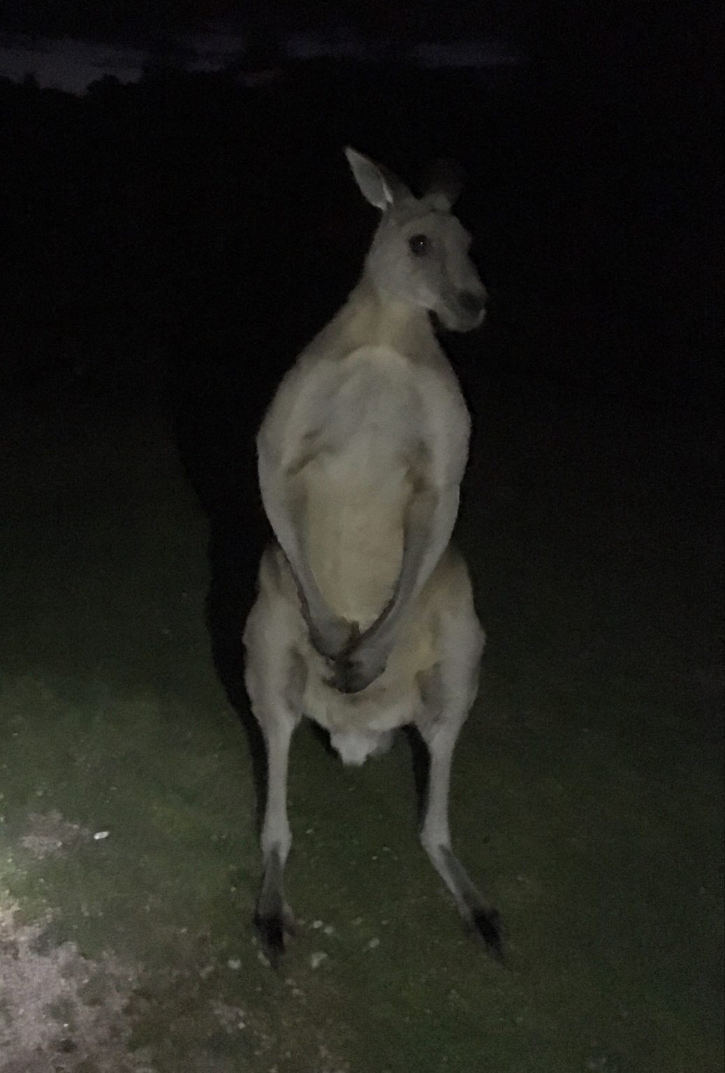 Pearcedale / VIC / Australia - 11/9/18 Pearcedale / VIC / Australia - 11/9/18